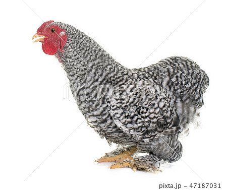 wyandotte rooster in studio wyandotte rooster in studio 47187031