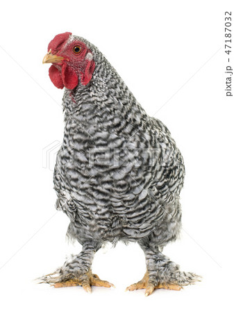 wyandotte rooster in studio wyandotte rooster in studio 47187032