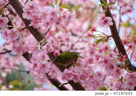 河津桜の枝に憩うメジロ white-eye resting on Kawazu-cherry 河津桜の枝に憩うメジロ white-eye resting on Kawazu-cherry 47187045