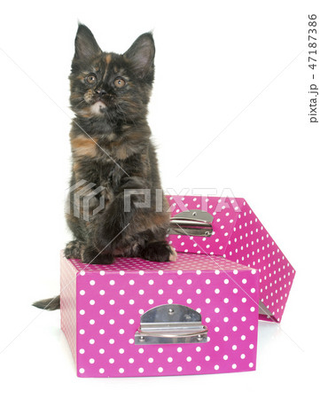 maine coon kitten 47187386