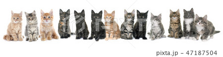 maine coon kitten 47187504