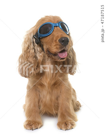 cocker spaniel with glasses cocker spaniel with glasses 47187515
