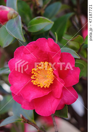 冬の花サザンカ 47187721