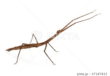 stick insect in studio 47187815