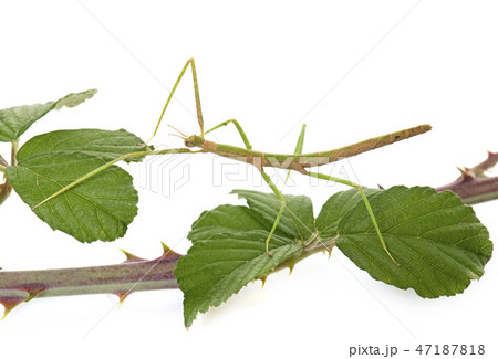 stick insect in studio 47187818