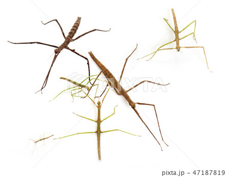 stick insect in studio 47187819