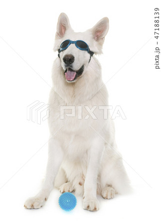 white swiss shepherd 47188139