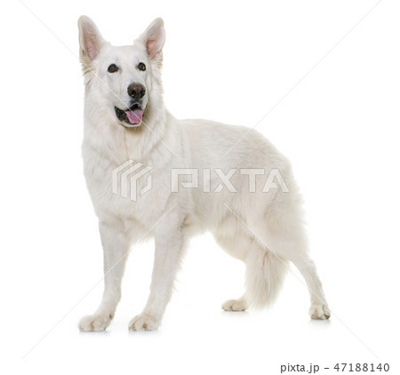 white swiss shepherd 47188140