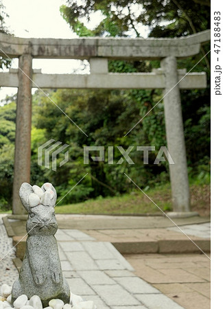白兎神社のうさぎ 白兎神社のうさぎ 47188483