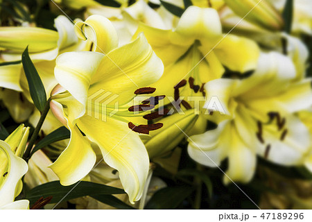 Beautiful lily flower in the garden Beautiful lily flower in the garden 47189296