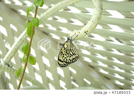 ガーデン 草と蝶オオゴマダラ 47189355