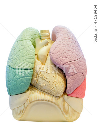 Anatomy segment lung model of human 47189404