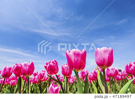 Beautiful tulips with blue sky background Beautiful tulips with blue sky background 47189497