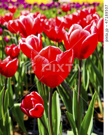 Beautiful tulip flower in the garden 47189507