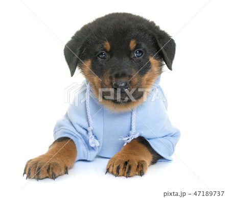 dressed beauceron puppy in studio 47189737
