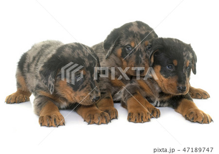 beauceron puppies in studio 47189747
