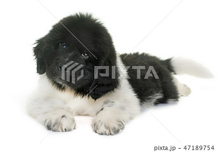 black and white puppy newfoundland dog black and white puppy newfoundland dog 47189754