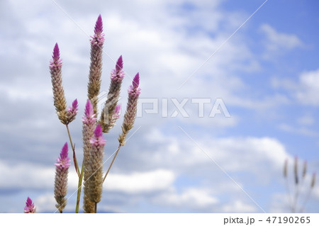 Celosia caracas – the cockscomb flower in nature Celosia caracas – the cockscomb flower in nature 47190265