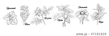 Tea Herbs Monochrome Engraving Set. 47191929