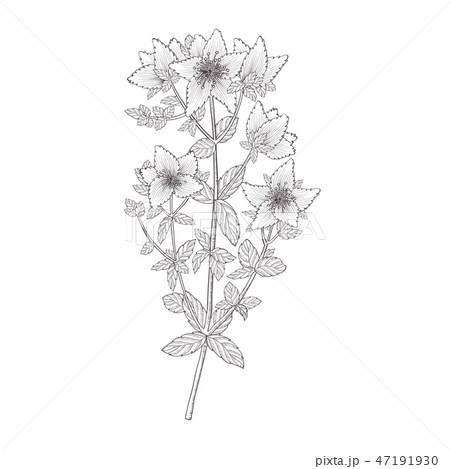 Herbal Tea Plant Sketch. Shrubby St. Johns Wort or Tutsan, Isolated 47191930