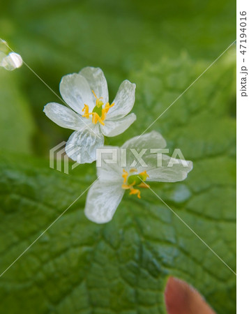 サンカヨウ 47194016