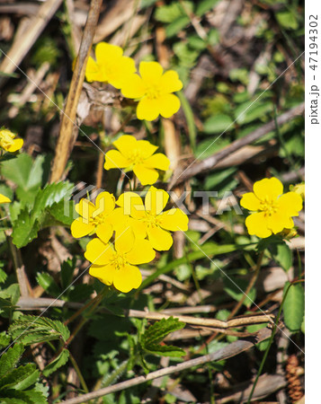 キジムシロ 47194302