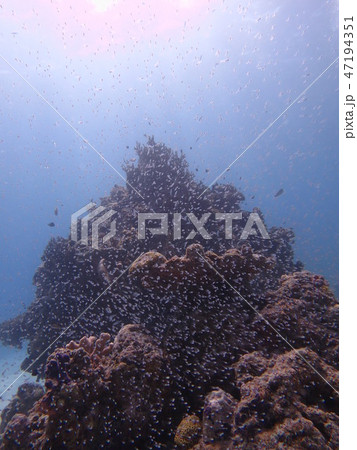 沖縄 慶良間諸島 海 風景 沖縄 慶良間諸島 海 風景 47194351