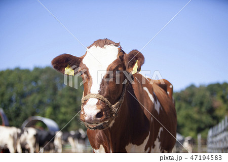 ジャージー牛 ジャージー牛 47194583