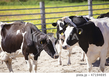 ホルスタイン 47194695
