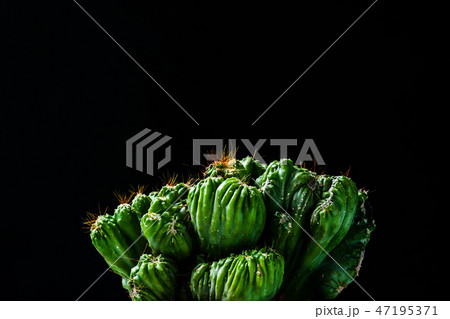 close up cactus on black background 47195371
