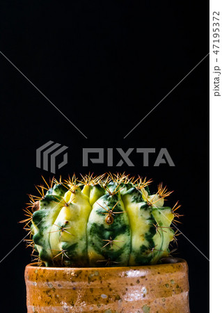 close up cactus on black background 47195372