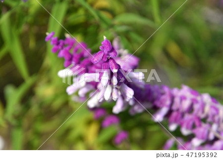 植物：メキシカンブッシュセージ　シソ科 47195392