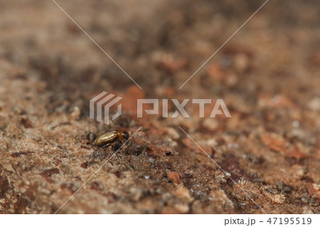 生き物 昆虫 キイロツブノミハムシ、一、七ミリほど。立派な太腿と暗褐色のお腹が見えます 生き物 昆虫 キイロツブノミハムシ、一、七ミリほど。立派な太腿と暗褐色のお腹が見えます 47195519