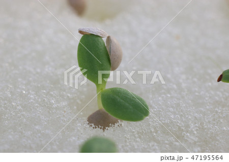 水耕栽培の苗作り 47195564