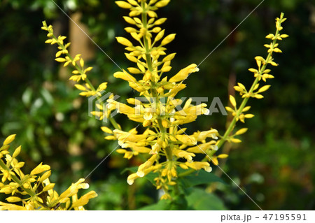 植物：サルビア・マドレンシス　シソ科 47195591