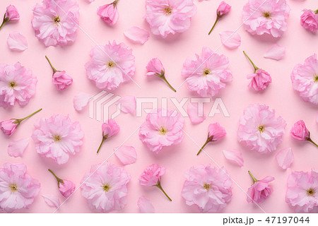 背景 花 お花の写真素材