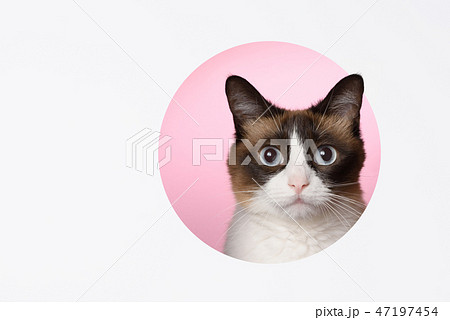 ねこ ネコ 猫の写真素材 [47197454] - PIXTA