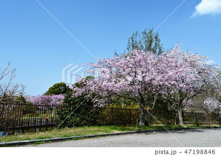 満開の桜 お花見 満開の桜 お花見 47198846