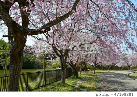 満開の桜　お花見 47198881