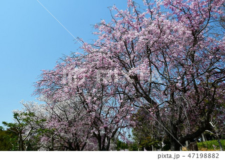 満開の桜 お花見 満開の桜 お花見 47198882