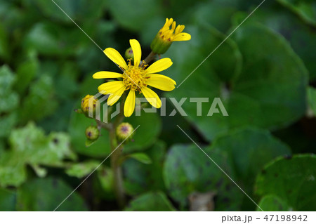 植物:ツワブキ キク科 植物:ツワブキ キク科 47198942