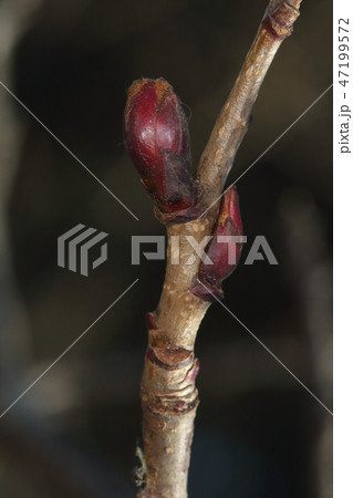 自然 植物 ナナカマド、冬芽と葉痕です。葉痕は細い三日月形 自然 植物 ナナカマド、冬芽と葉痕です。葉痕は細い三日月形 47199572