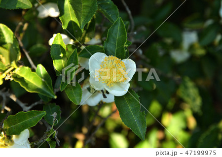 樹木:チャノキ ツバキ科 樹木:チャノキ ツバキ科 47199975