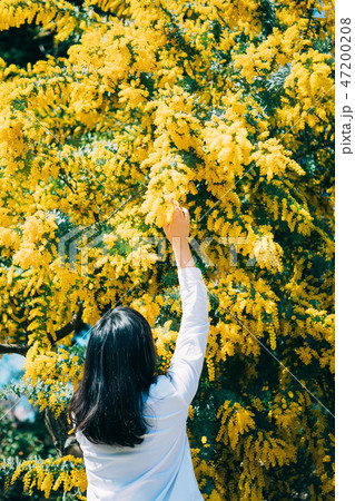 ミモザと女性の手 47200208