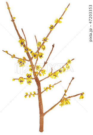 Chimonanthus praecox　ロウバイ 47203353