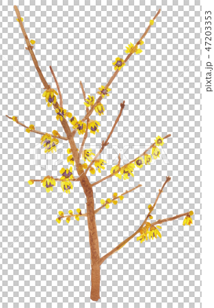 Chimonanthus praecox　ロウバイ 47203353