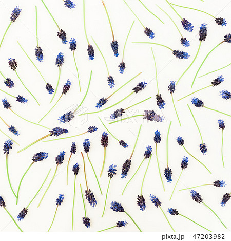Pattern with blue flowers isolated on white Pattern with blue flowers isolated on white 47203982