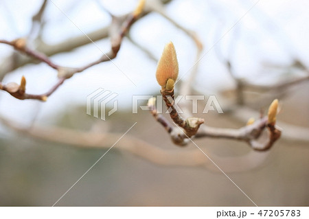 ハクモクレンの芽 47205783