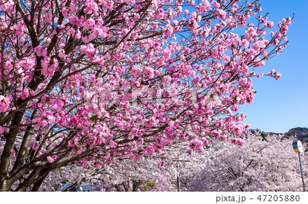 公園の桜 東大阪石切 公園の桜 東大阪石切 47205880