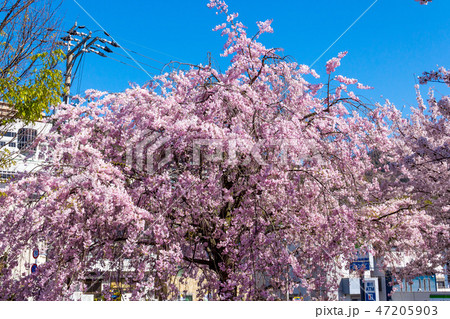 しだれ桜 東大阪の公園 47205903